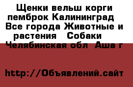 Щенки вельш корги пемброк Калининград - Все города Животные и растения » Собаки   . Челябинская обл.,Аша г.